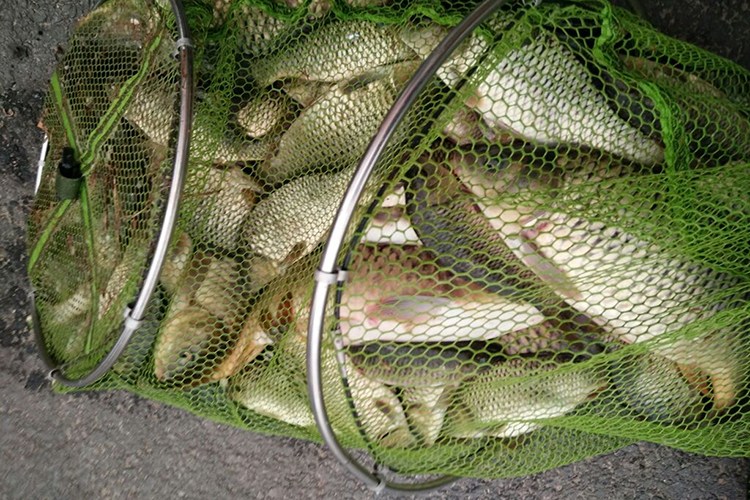 冰片在钓鱼中的应用,钓鱼小药冰片配方