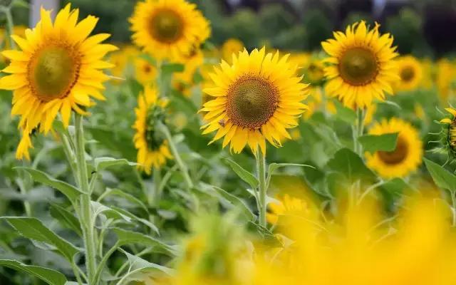 浙江一片夏季花海，带你在炎炎夏日赏花、美拍尽享自然清凉~