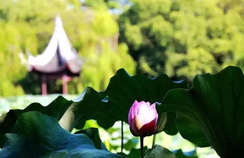 浙江一片夏季花海，带你在炎炎夏日赏花、美拍尽享自然清凉~