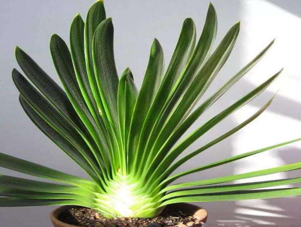 君子兰养护开花不夹箭的方法,君子兰开始冒花箭该如何养护