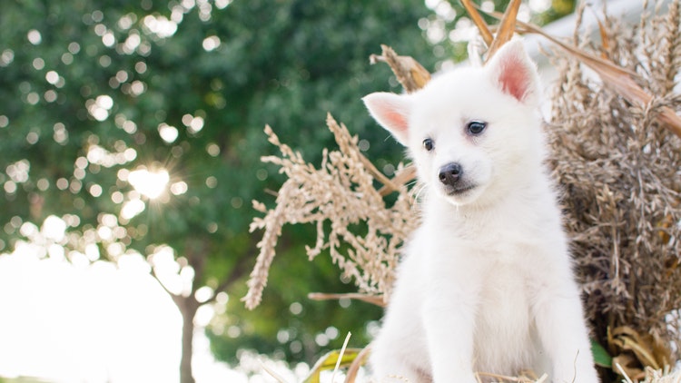 狗狗的腿一瘸一拐怎么办,狗狗走路一瘸一拐的怎么办