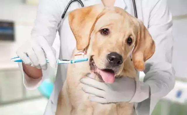 狗狗有口臭要怎么办,狗狗有口臭用什么药最好