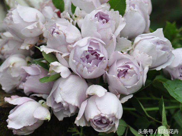 自带女性温柔与婉约的河本月季，让方寸阳台也能美丽非凡