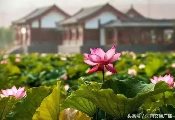 郑州哪里可以入夏赏荷,郑州最佳赏荷地来了