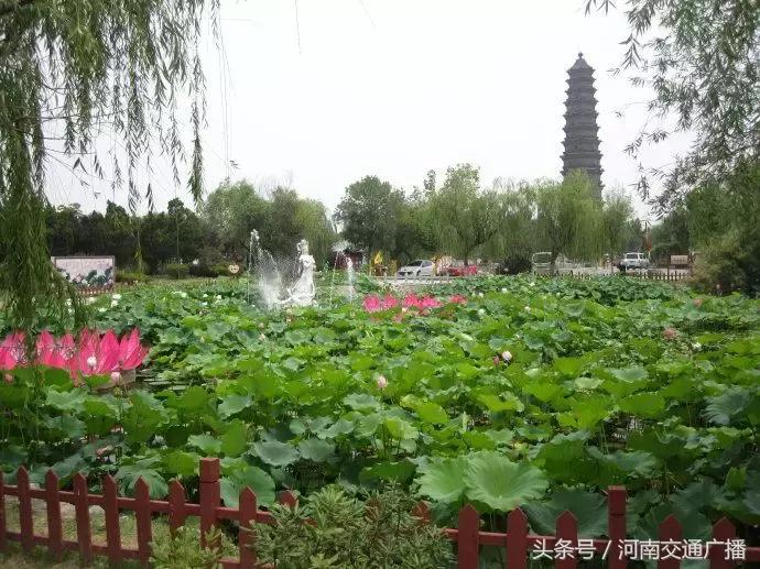 郑州哪里可以入夏赏荷,郑州最佳赏荷地来了