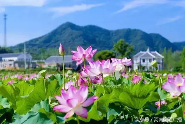 郑州哪里可以入夏赏荷,郑州最佳赏荷地来了