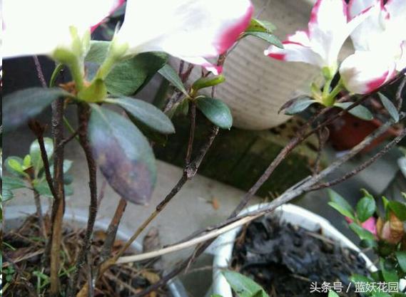 杜鹃花叶尖发黑怎么处理,杜鹃花叶尖发黑需要修剪吗