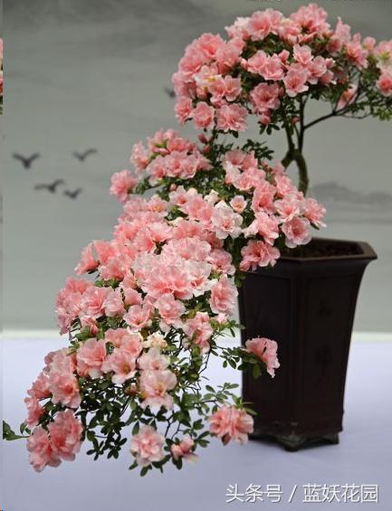 杜鹃花叶尖发黑怎么处理,杜鹃花叶尖发黑需要修剪吗