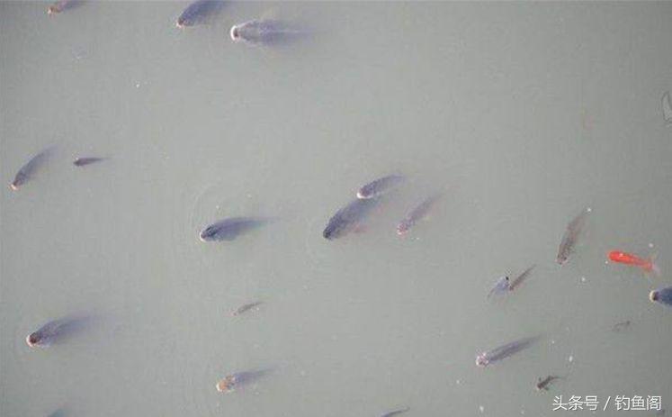 你知道臭底吗？钓位不行任凭饵料再好、钓技再高都钓不着鱼