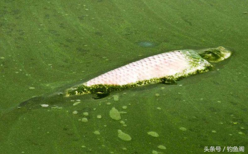 你知道臭底吗？钓位不行任凭饵料再好、钓技再高都钓不着鱼