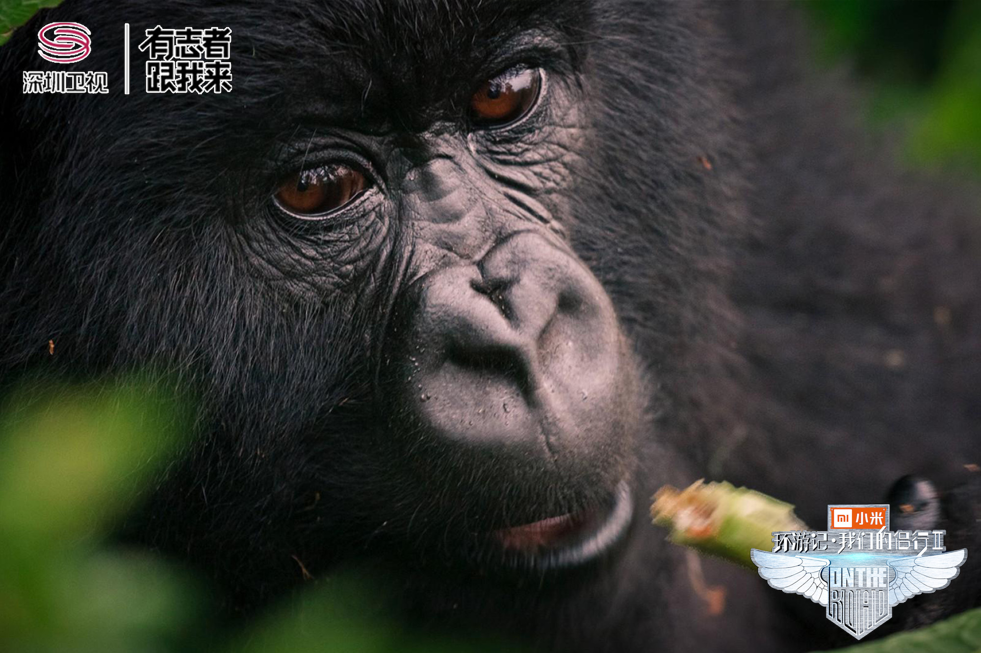 270非洲狂野“追猩”这份“金刚宝典”，你没理由错过！