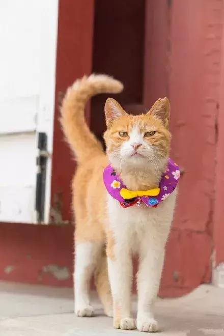 狗狗预测世界杯,宠物预测世界杯韩国vs乌拉圭