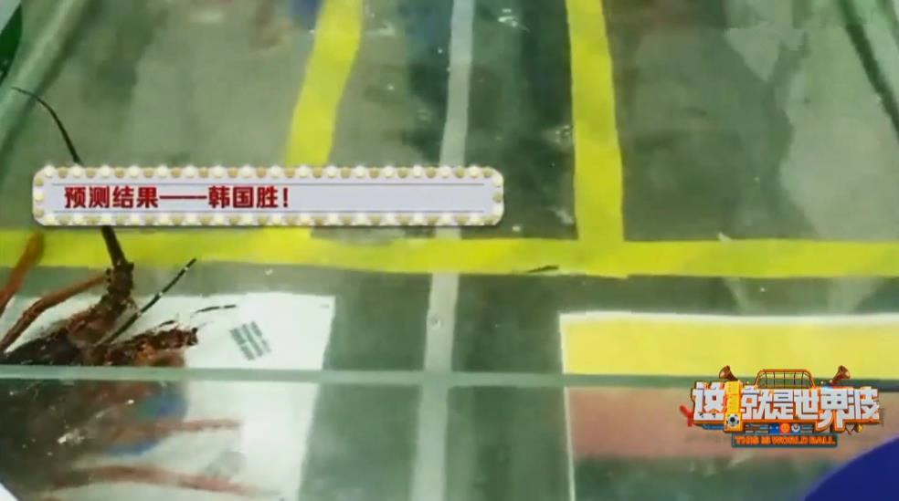 狗狗预测世界杯,宠物预测世界杯韩国vs乌拉圭