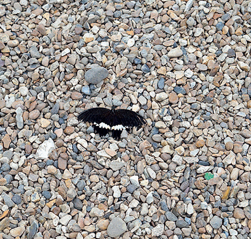 单反相机快速入门,单反相机入门购买