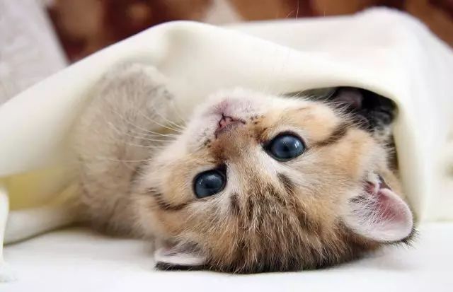 铲屎官喂猫技巧,喵星人铲屎官必备