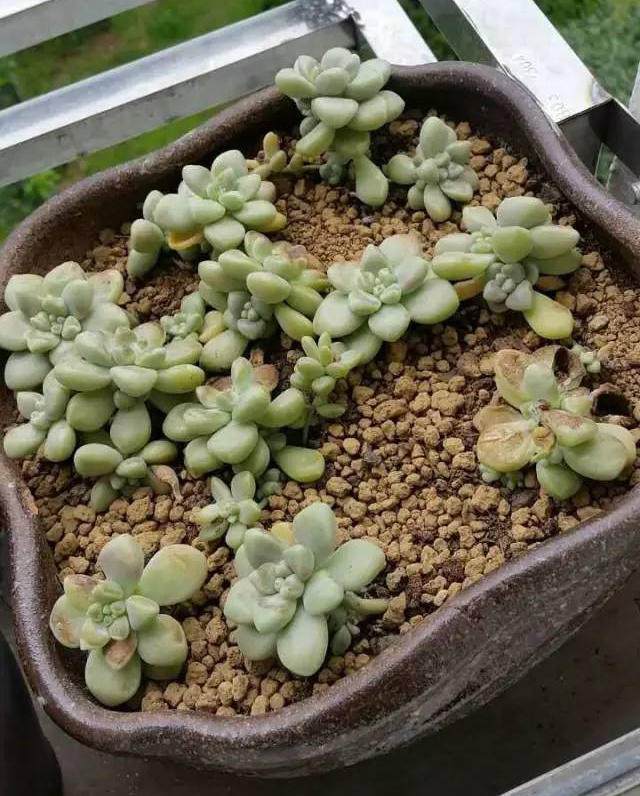 多肉植物叶子发软发蔫是怎么了,多肉叶片老是发软一浇水就徒长