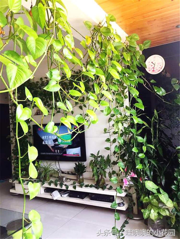 绿萝喝什么水容易爆盆,绿萝怎么养才能更旺盛喝什么水
