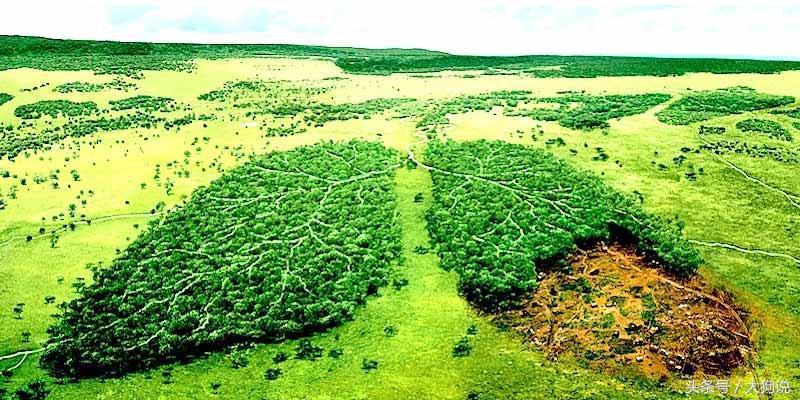 地球森林大面积减少视频,地球森林面积增加一倍会怎么样