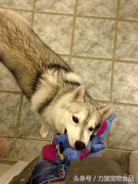 深究狗狗掉毛的七个原因，让你家狗狗毛量充沛，更加漂亮！