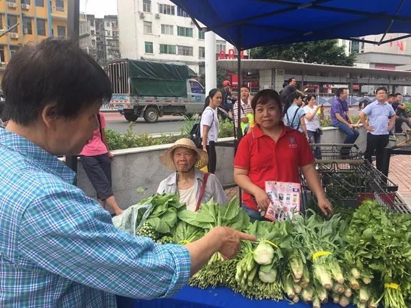 百年荔枝树广西,百年香荔树出售