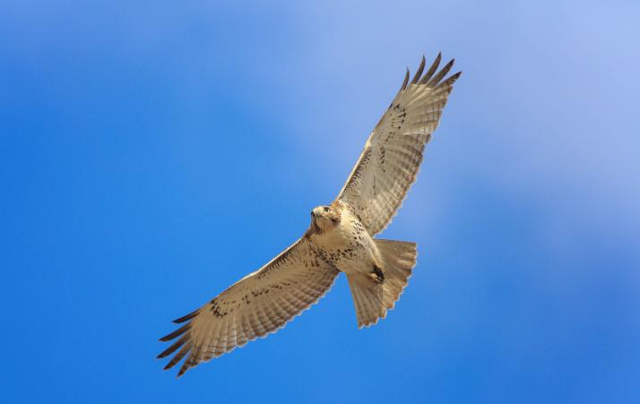 老鹰脱喙的故事,老鹰断喙拔羽重生过程