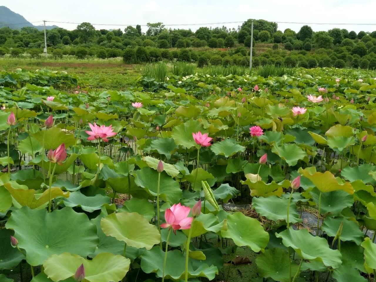 夏日赏月赏夜，不如赏花荷，这里“十里荷花一个村”