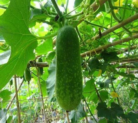 广州人必喝的15款清润老火靓汤,很久没喝过广州的靓汤