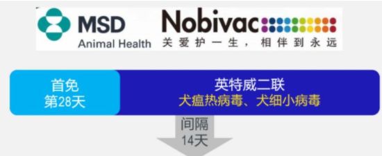 打完三针疫苗的拉布拉多,幼犬三针疫苗里面有没有细小疫苗