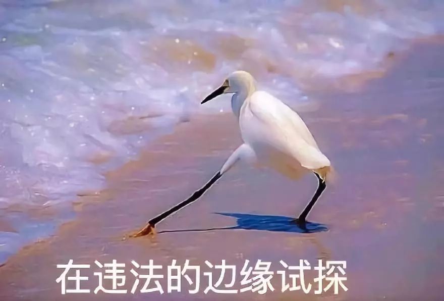 打完三针疫苗的拉布拉多,幼犬三针疫苗里面有没有细小疫苗