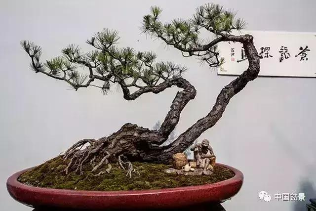 盆景欣赏一枝一叶,一组双杆盆景作品欣赏