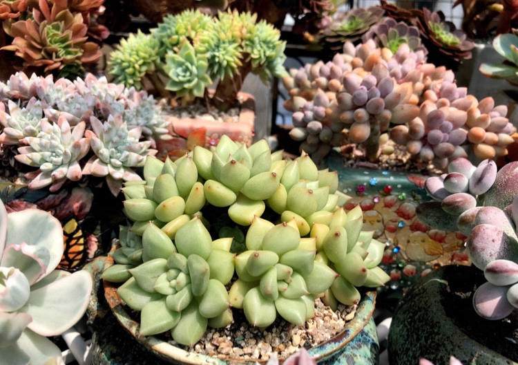 多肉长根瘤怎么处理,多肉植物根瘤病