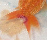 家养金鱼得病喂什么药,鱼缸养鱼鱼病症状