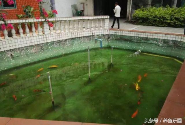 锦鲤池养鱼过滤系统,锦鲤池有了净化池还要增氧