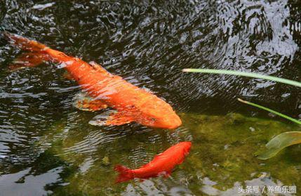 锦鲤池养鱼过滤系统,锦鲤池有了净化池还要增氧