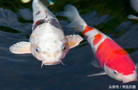 锦鲤池养鱼过滤系统,锦鲤池有了净化池还要增氧