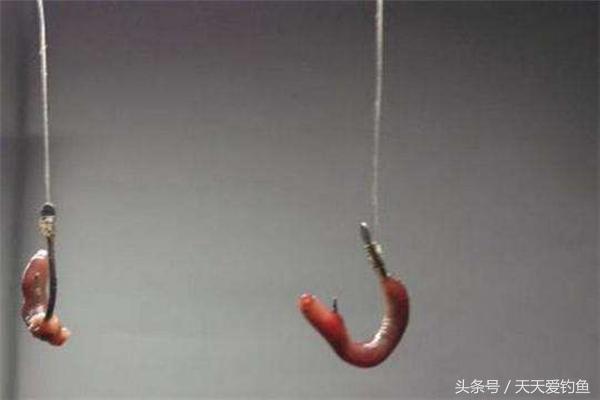 红虫蚯蚓颗粒散炮开饵及挂钩方法,串钩钓黄辣丁蚯蚓挂钩的正确方法