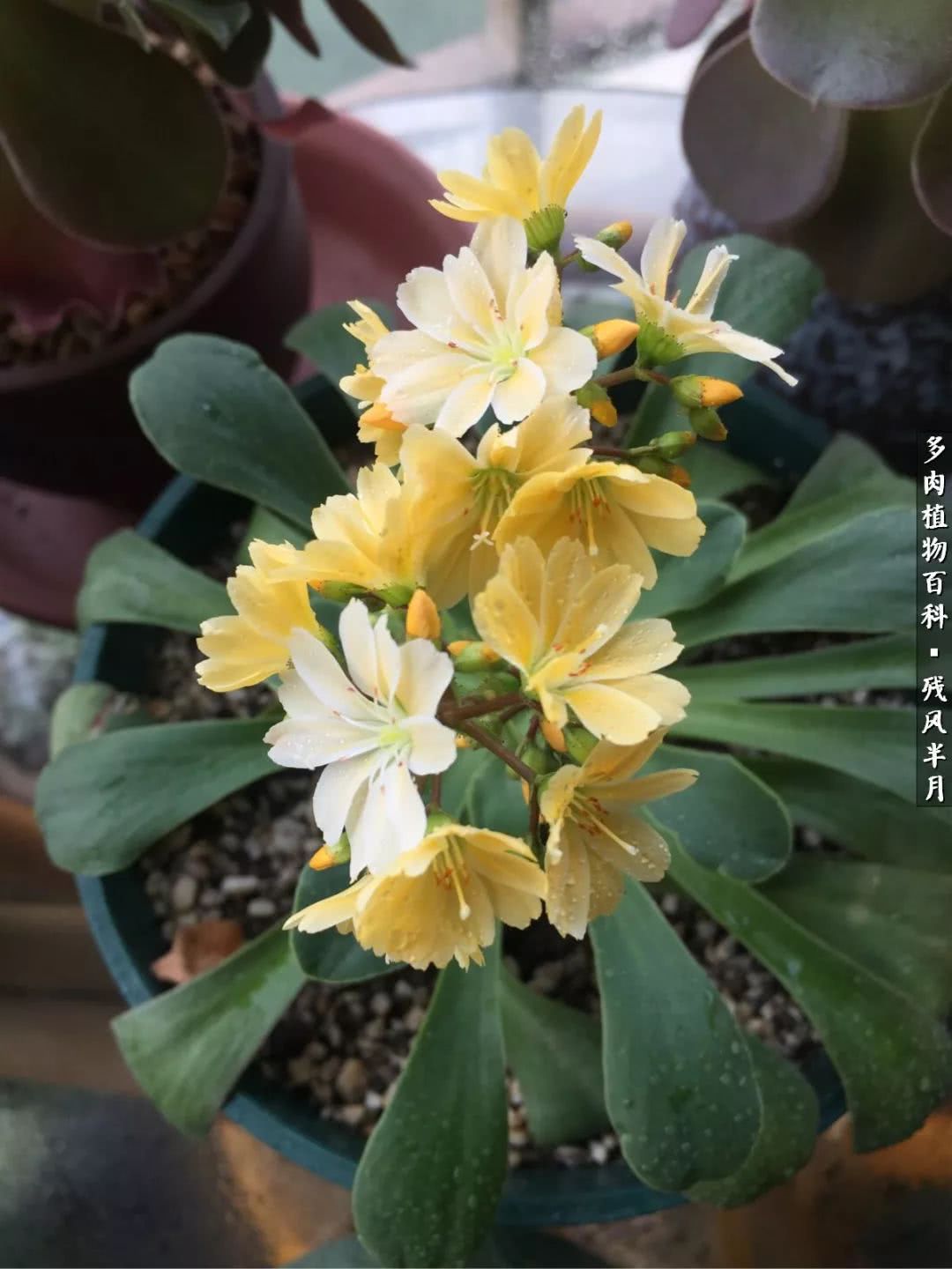 在多肉中治愈生活,养多肉生活中的快乐源泉