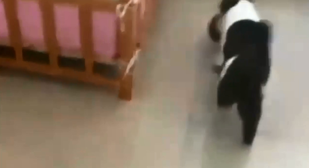 猫妈把小猫咪叼到狗窝,猫妈妈不让小猫咪挪窝