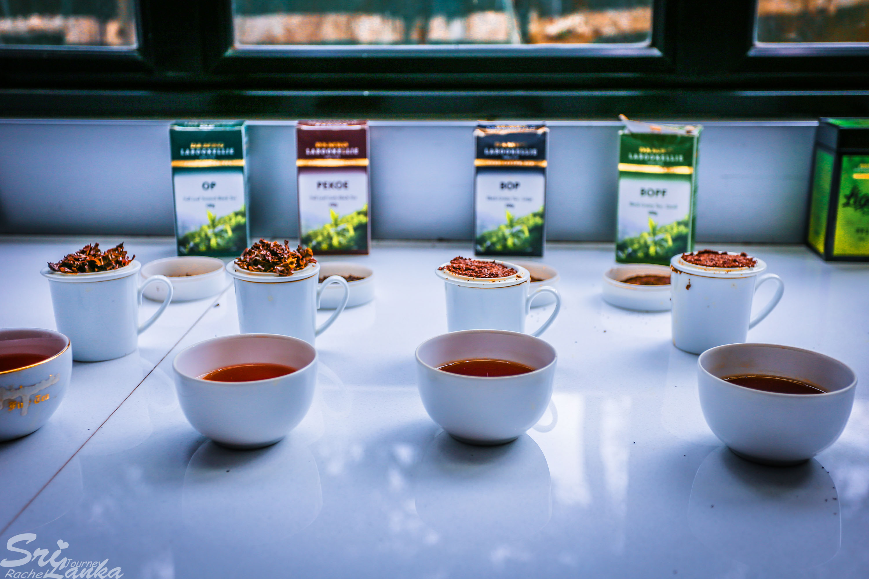 斯里兰卡中国游客,斯里兰卡参观茶厂