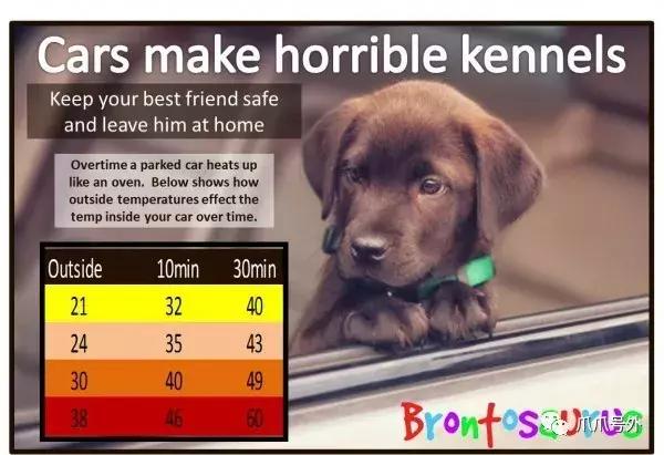 狗狗中暑怎么看,狗狗中暑宠物医院怎么处理