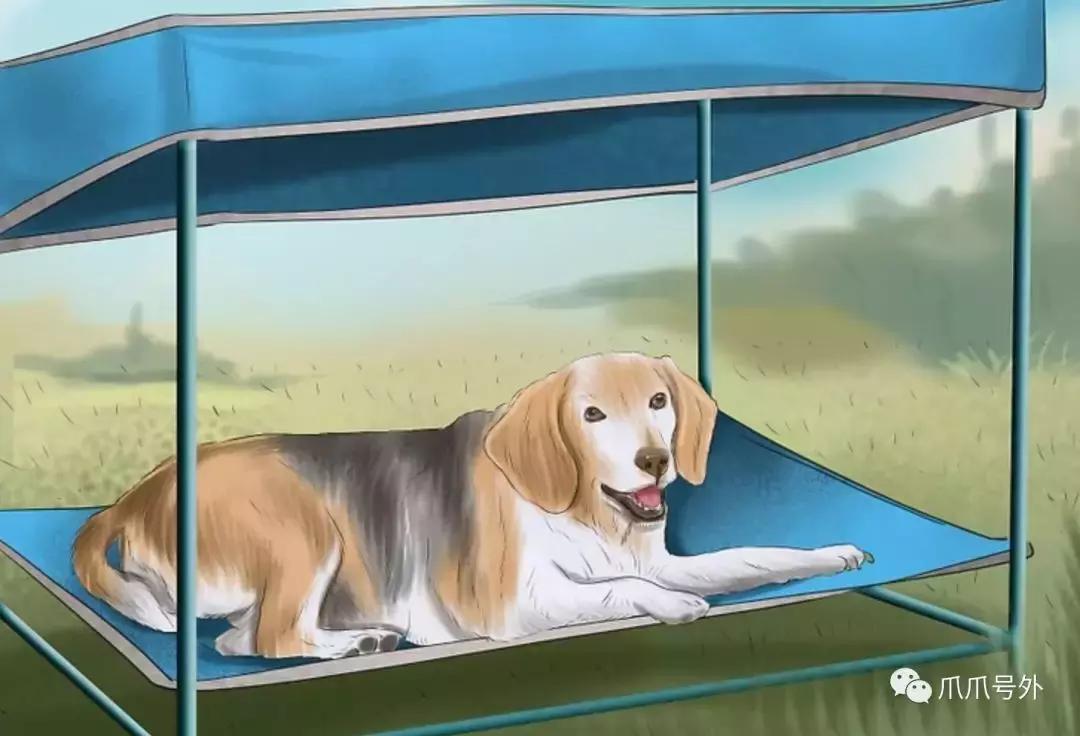 狗狗中暑怎么看,狗狗中暑宠物医院怎么处理