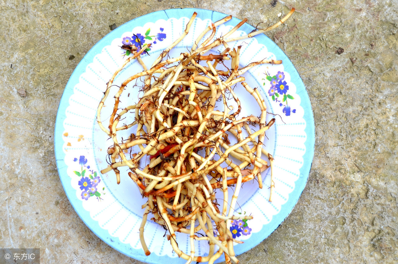 消炎！鱼腥草和蒲公英谁的功效大？