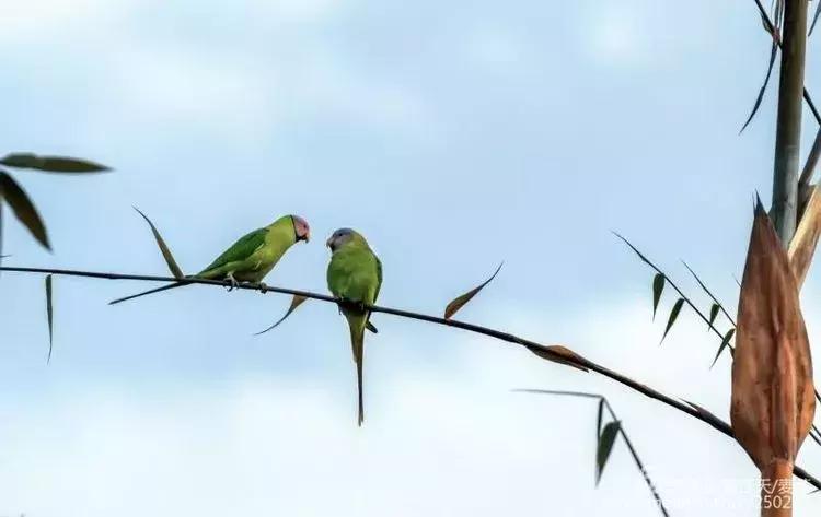 滇西拍鸟攻略,滇西观鸟的图片