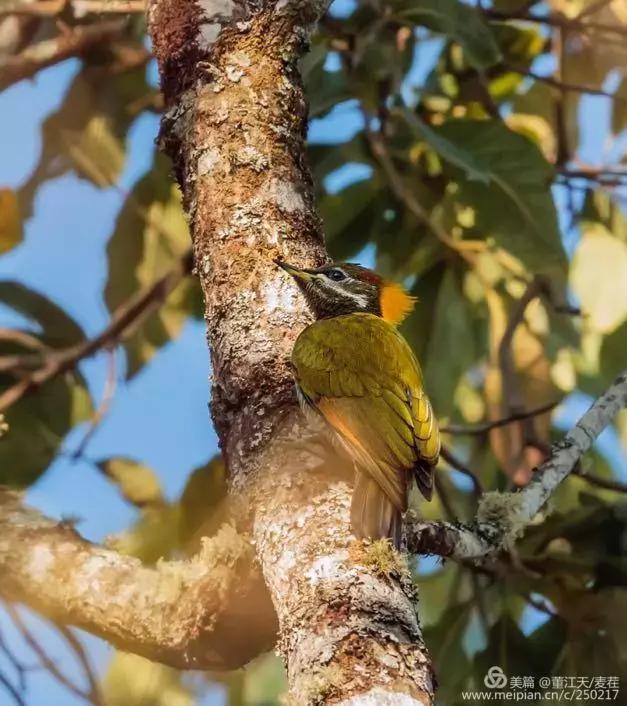 滇西拍鸟攻略,滇西观鸟的图片