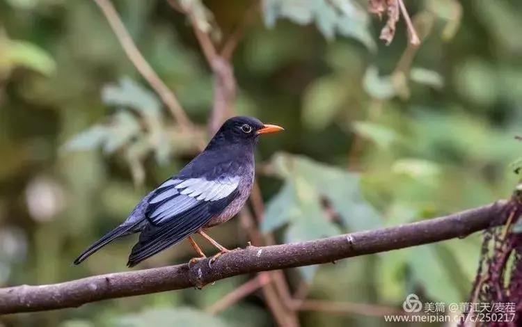 滇西拍鸟攻略,滇西观鸟的图片