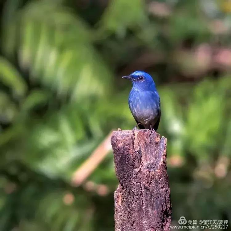 滇西拍鸟攻略,滇西观鸟的图片