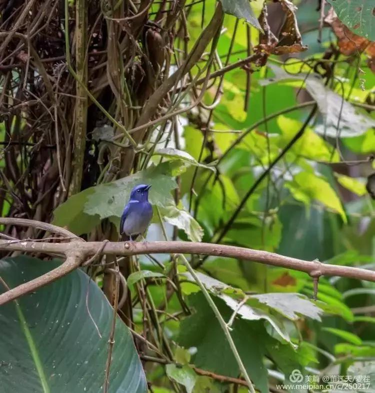 滇西拍鸟攻略,滇西观鸟的图片