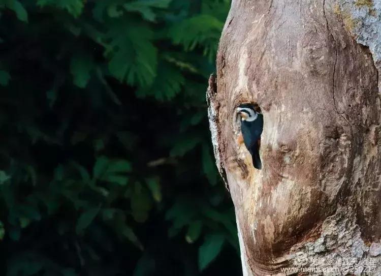 滇西拍鸟攻略,滇西观鸟的图片