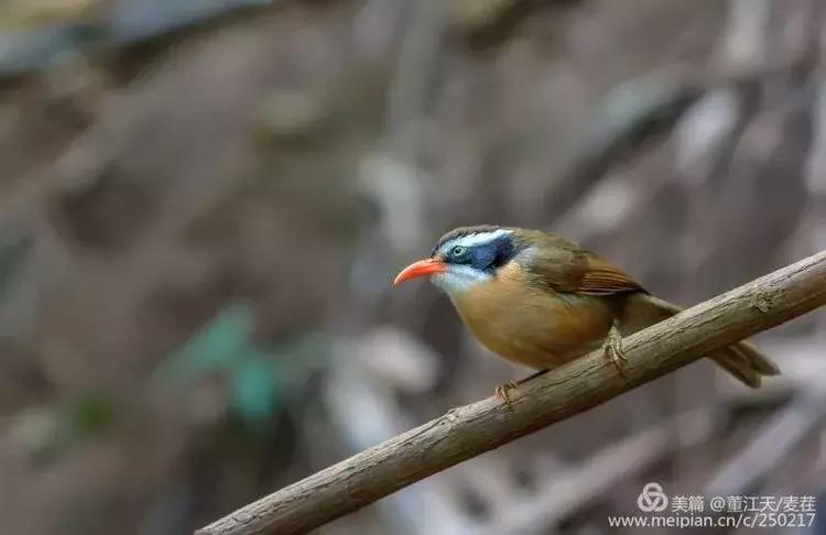 滇西拍鸟攻略,滇西观鸟的图片