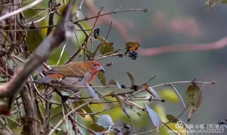 滇西拍鸟攻略,滇西观鸟的图片